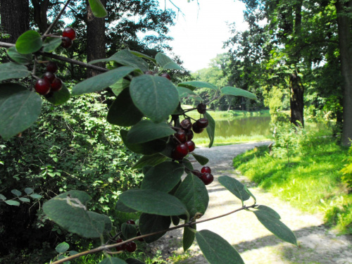 Gołuchów, lato 2009, Ośrodek Kultury Leśniej i zamek w Gołuchowie, Wielkopolski Park Narodowy