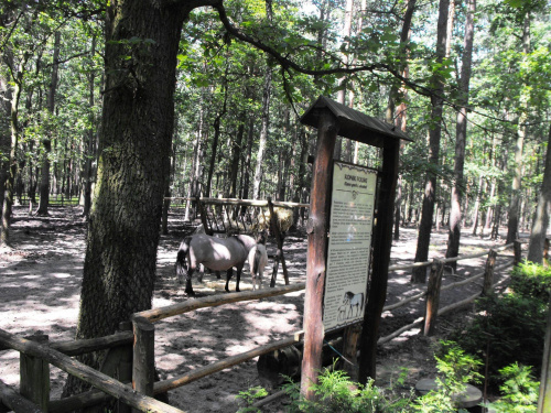 Gołuchów, lato 2009, Ośrodek Kultury Leśniej i zamek w Gołuchowie, Wielkopolski Park Narodowy