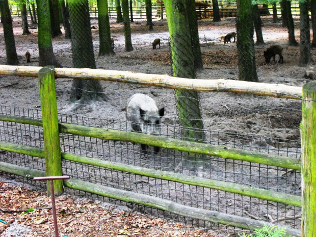 Gołuchów, lato 2009, Ośrodek Kultury Leśniej i zamek w Gołuchowie, Wielkopolski Park Narodowy