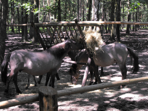 Gołuchów, lato 2009, Ośrodek Kultury Leśniej i zamek w Gołuchowie, Wielkopolski Park Narodowy