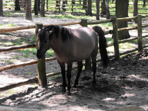 Gołuchów, lato 2009, Ośrodek Kultury Leśniej i zamek w Gołuchowie, Wielkopolski Park Narodowy