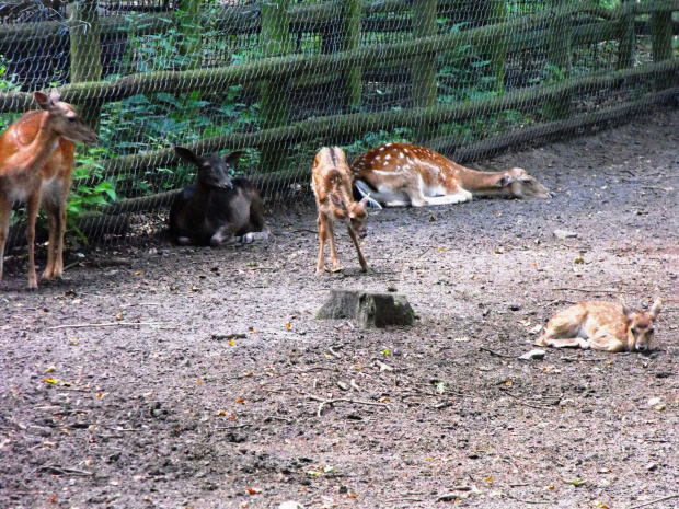 Gołuchów, lato 2009, Ośrodek Kultury Leśniej i zamek w Gołuchowie, Wielkopolski Park Narodowy