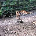 Gołuchów, lato 2009, Ośrodek Kultury Leśniej i zamek w Gołuchowie, Wielkopolski Park Narodowy