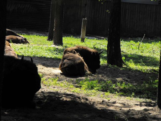 Gołuchów, lato 2009, Ośrodek Kultury Leśniej i zamek w Gołuchowie, Wielkopolski Park Narodowy