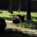 Gołuchów, lato 2009, Ośrodek Kultury Leśniej i zamek w Gołuchowie, Wielkopolski Park Narodowy