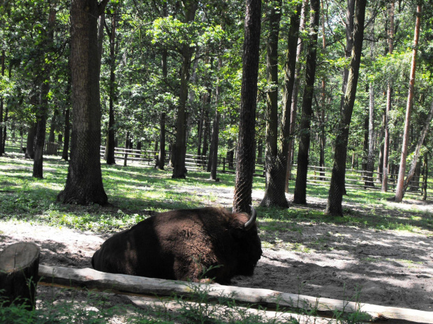 Gołuchów, lato 2009, Ośrodek Kultury Leśniej i zamek w Gołuchowie, Wielkopolski Park Narodowy