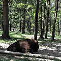 Gołuchów, lato 2009, Ośrodek Kultury Leśniej i zamek w Gołuchowie, Wielkopolski Park Narodowy