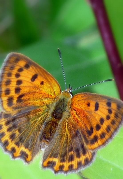 Lycaena virgaureae - Czerwończyk dukacik