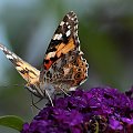 motyl w ogrodzie.. #motyle #natura #macro