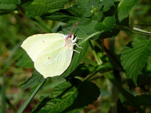 Listkowiec cytrynek (Gonepteryx rhamni)