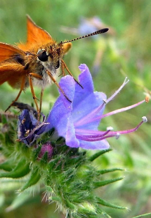 Karłątek ryska lub Karłątek tarninowy (Thymelicus lineola syn. Adopaea lineola)