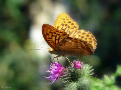 dostojka malinowiec (Argynnis paphia)