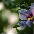 hibiskus