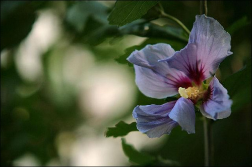 hibiskus