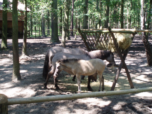 Gołuchów, zamek, arboretum, Ośrodek Kultury Leśnej lato 2009