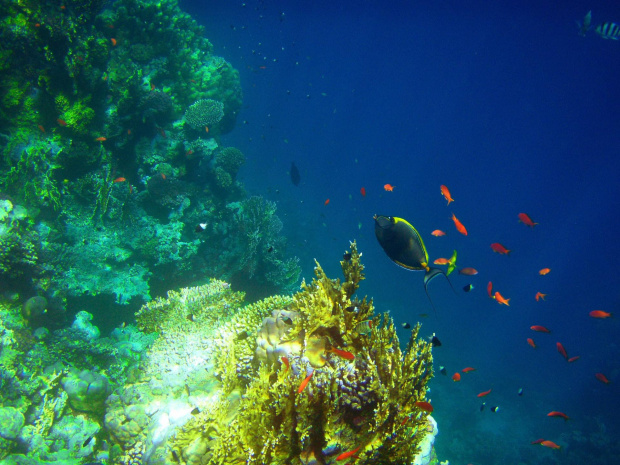 Sharm El Sheikh - okolice zatoki Sharks Bay