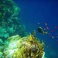 Sharm El Sheikh - okolice zatoki Sharks Bay