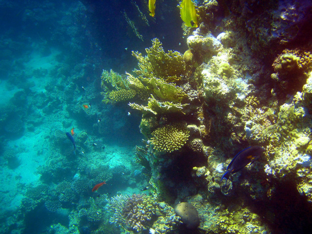 Sharm El Sheikh - okolice zatoki Sharks Bay