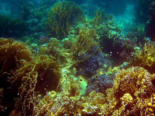 Sharm El Sheikh - okolice zatoki Sharks Bay