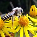 Pszczoła miodna (Apis mellifera L., syn. Apis mellifica L.)