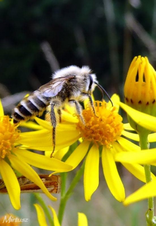 Pszczoła miodna (Apis mellifera L., syn. Apis mellifica L.)