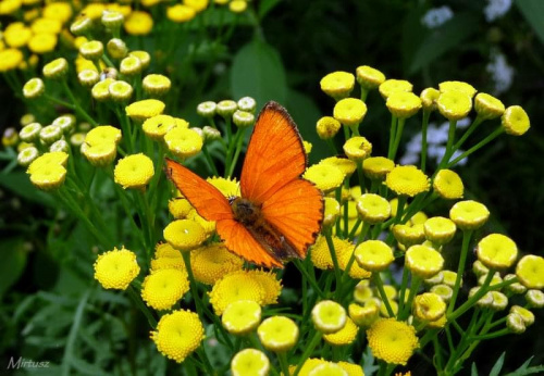 Czerwończyk dukacik (Lycaena virgaureae)