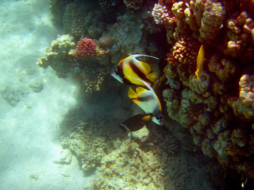 Sharm El Sheikh - okolice zatoki Sharks Bay