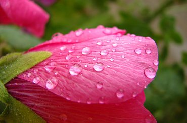 znowu padało, #malwy #kwiaty #deszcz