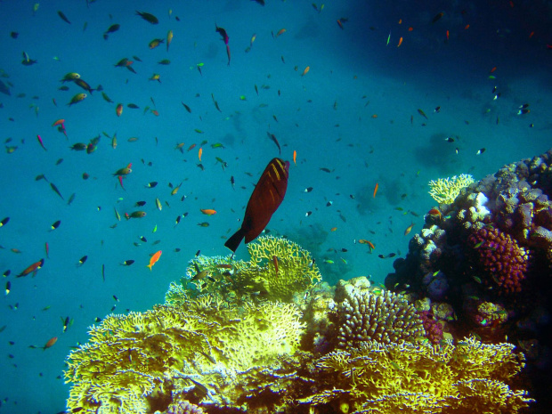 Sharm El Sheikh - okolice zatoki Sharks Bay