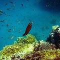 Sharm El Sheikh - okolice zatoki Sharks Bay