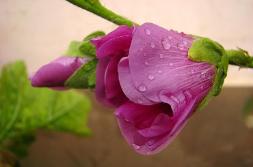 znowu padało, #malwy #kwiaty #deszcz