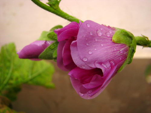znowu padało, #malwy #kwiaty #deszcz