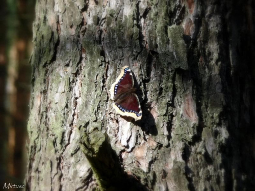 Rusałka żałobnik (Nymphalis antiopa)