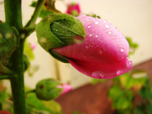 znowu padało, #malwy #kwiaty #deszcz