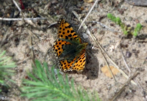 Issoria lathonia - Dostojka latonia