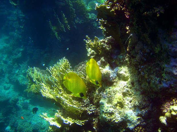 Sharm El Sheikh - okolice zatoki Sharks Bay