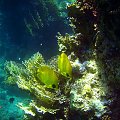 Sharm El Sheikh - okolice zatoki Sharks Bay