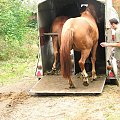 Przeprowadzka koni - cią dalszy