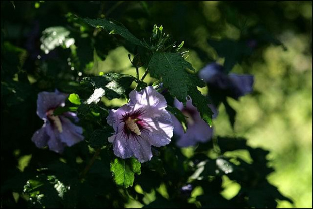 hibiskus