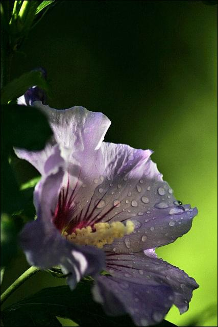 hibiskus