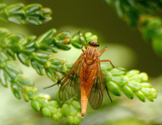 ... #owady #bzykowate #makro #ogród