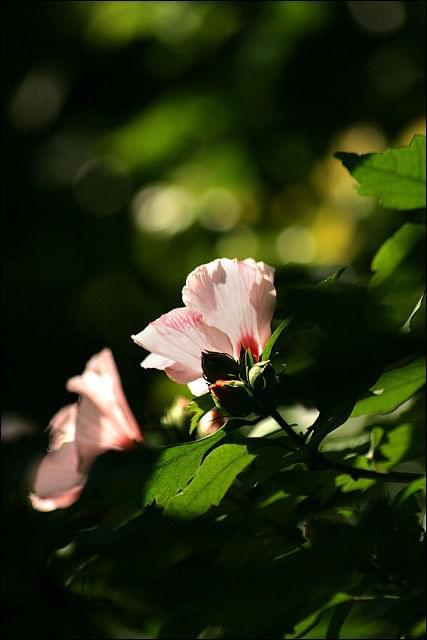 hibiskus