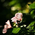 hibiskus