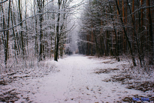 Zimą w lesie.