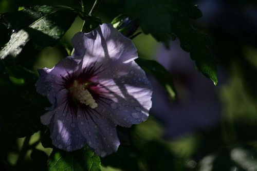 hibiskus