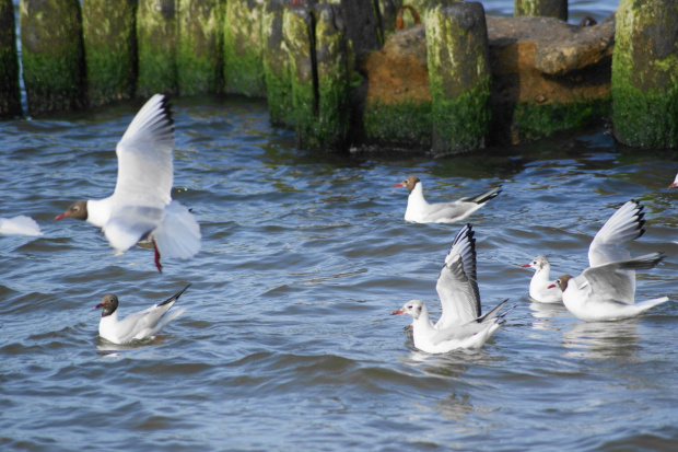 Mewy, sea-gull #mewy #morze #sea #xnifar #rafinski