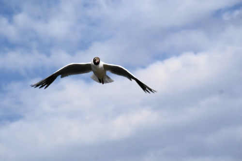 Mewy, sea-gull #mewy #morze #sea #xnifar #rafinski