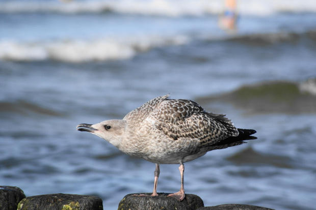 Mewy, sea-gull #mewy #morze #sea #xnifar #rafinski