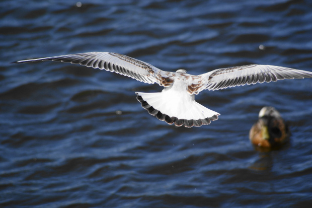 Mewy, sea-gull #mewy #morze #sea #xnifar #rafinski