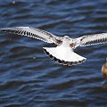 Mewy, sea-gull #mewy #morze #sea #xnifar #rafinski